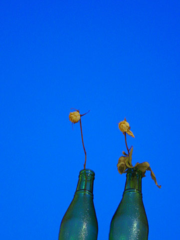 Golden rose in the blue