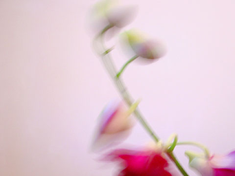 Orchid II