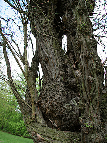 Old tree