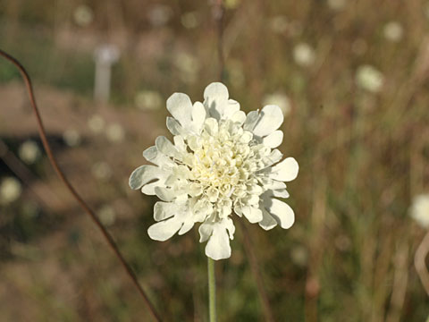 White Flower 03
