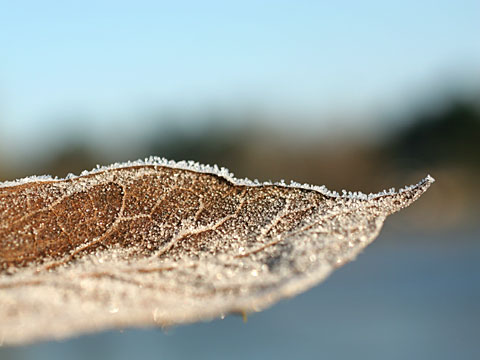 Frosty Leave