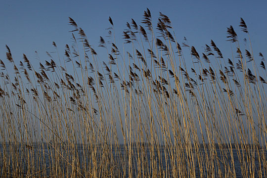 Grasses in the Wind