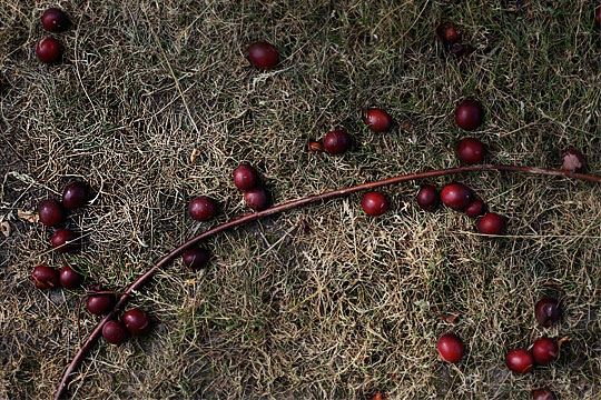 Something like Cherries on grass