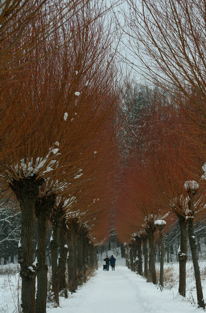 Red Wintertime